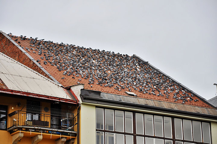 A2B Pest Control are able to install spikes to deter birds from roofs in Yiewsley. 