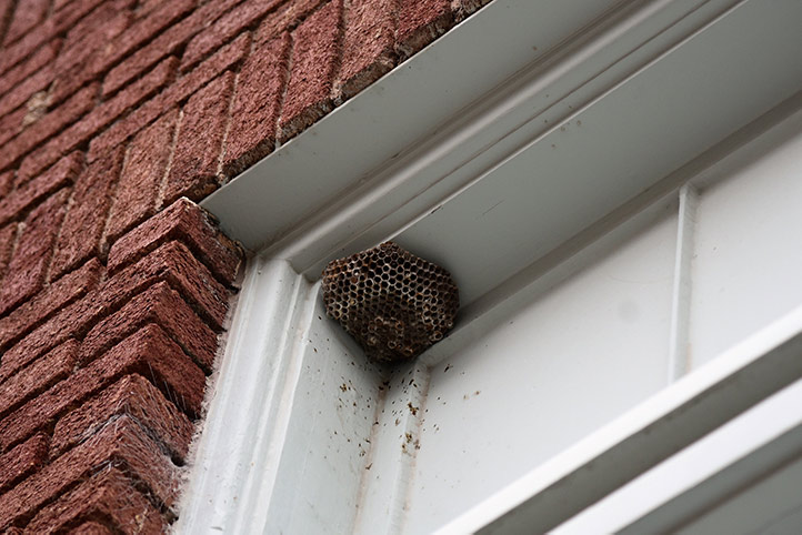 We provide a wasp nest removal service for domestic and commercial properties in Yiewsley.